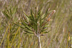 Melaleuca pachyphylla