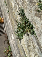 Asplenium ruta-muraria