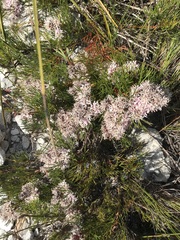 Serruria rubricaulis