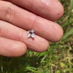 Sisyrinchium micranthum