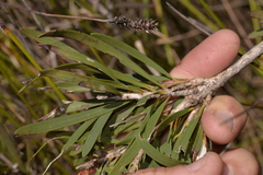 Melaleuca pachyphylla