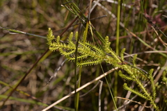 Selaginella uliginosa