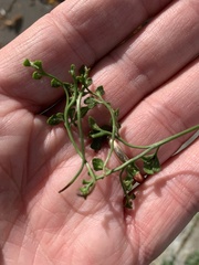 Asplenium ruta-muraria