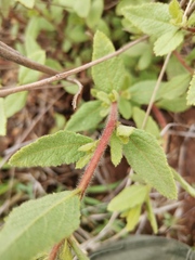 Lantana rugosa