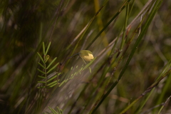 Gompholobium pinnatum