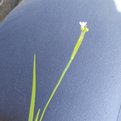 Sisyrinchium micranthum