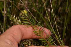 Gompholobium pinnatum