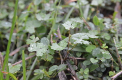 Hydrocotyle batrachium