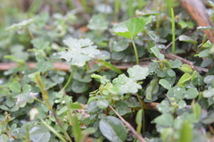 Hydrocotyle batrachium