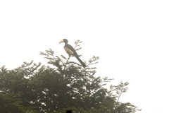 Lophoceros fasciatus
