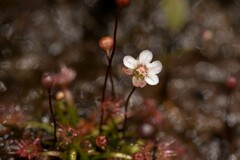 Drosera pygmaea