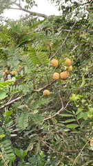 Phyllanthus emblica