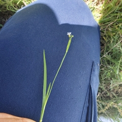 Sisyrinchium micranthum