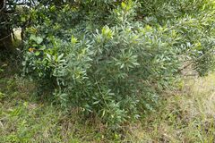 Allophylus natalensis