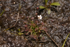 Drosera pygmaea