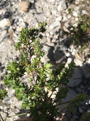 Cliffortia polygonifolia