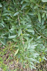 Allophylus natalensis