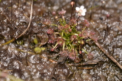 Drosera pygmaea