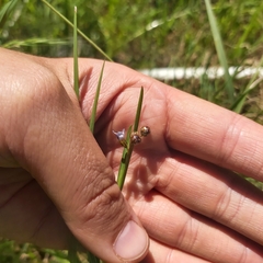 Sisyrinchium micranthum