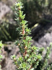 Cliffortia stricta