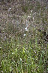 Andropogon eucomus
