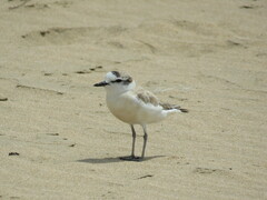 Charadrius marginatus marginatus