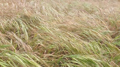 Bromus diandrus