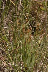 Eurychorda complanata