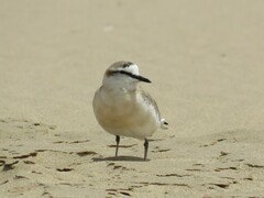 Charadrius marginatus