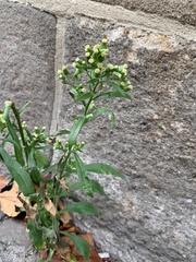 Asteroideae