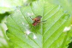 Tetanocera