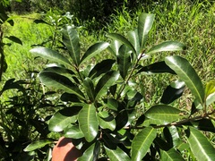 Planchonella pohlmaniana