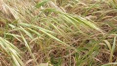 Bromus diandrus
