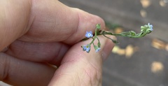 Myosotis