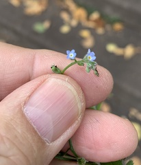 Myosotis