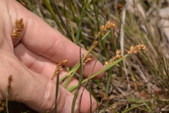 Eurychorda complanata