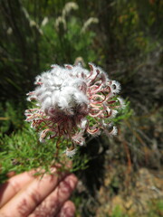 Serruria pedunculata