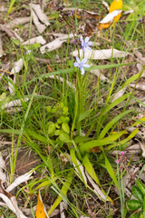 Aristea angolensis