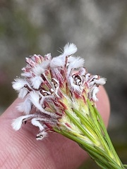 Spatalla squamata