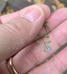 Myosotis
