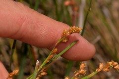 Eurychorda complanata