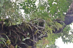 Davallia griffithiana