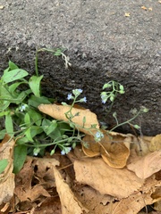 Myosotis