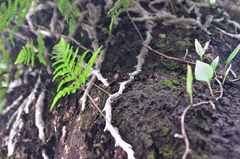 Davallia griffithiana