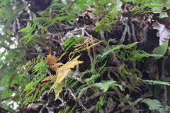 Davallia griffithiana