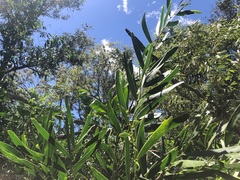 Acacia fasciculifera