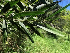 Acacia fasciculifera