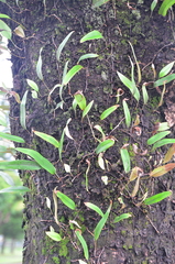 Pyrrosia lingua