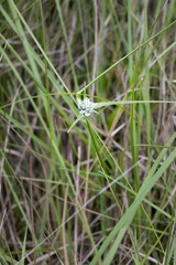 Cyperus ascocapensis