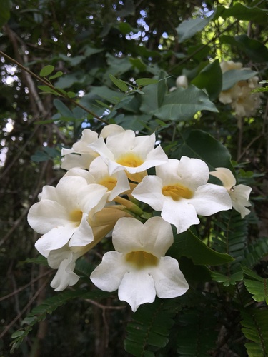 Mansoa lanceolata